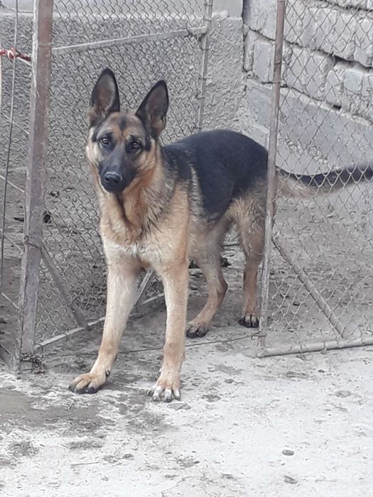 Немецкий афчарка 2 йош еркака кеган куйсагиз тугати айол кучук