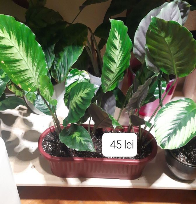 Flori & plante tropicale Calathea , Maranta si Ctenanthe.