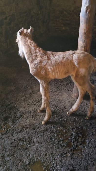 жеребёнок Құлын Мальчик