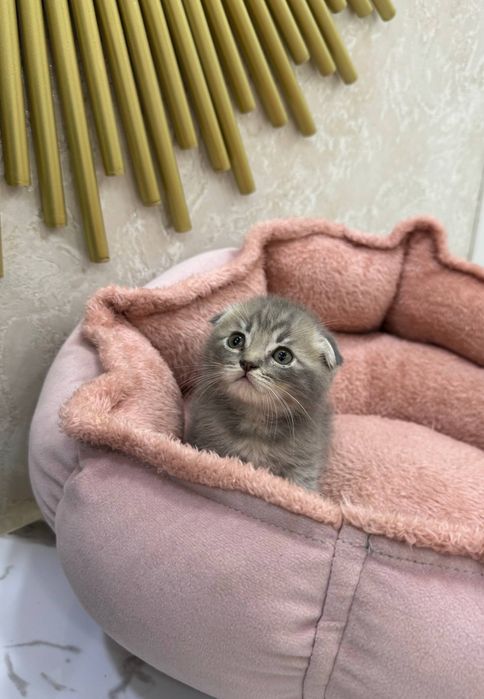 Скотиш фолд угил бола