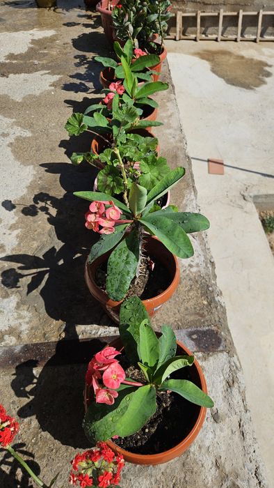 Цветы  для дома горшочках !!!