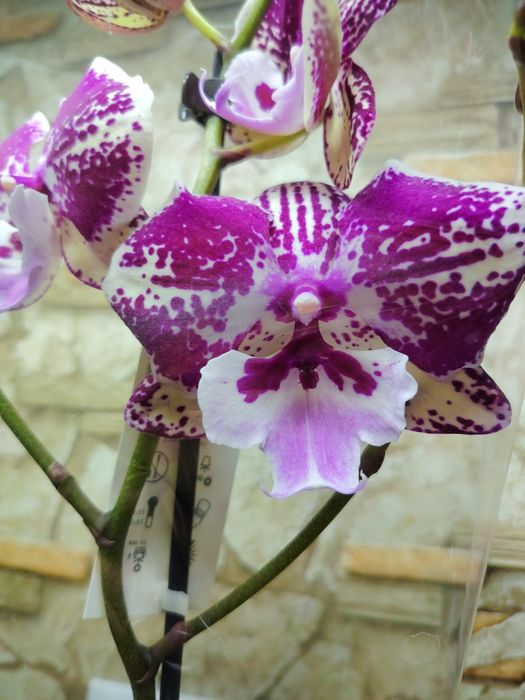 Орхидей Big Lip Голландия