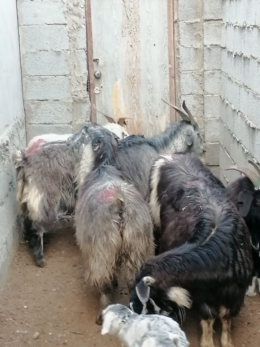 Лакты ешкилер сатылады