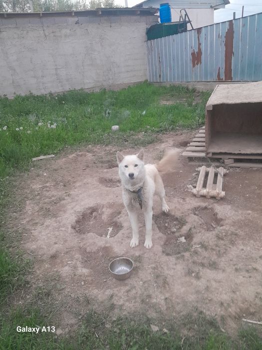 Лайка сатылады, продам лайка