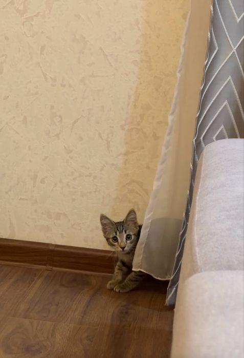 Ищем добрый дом для кошечки