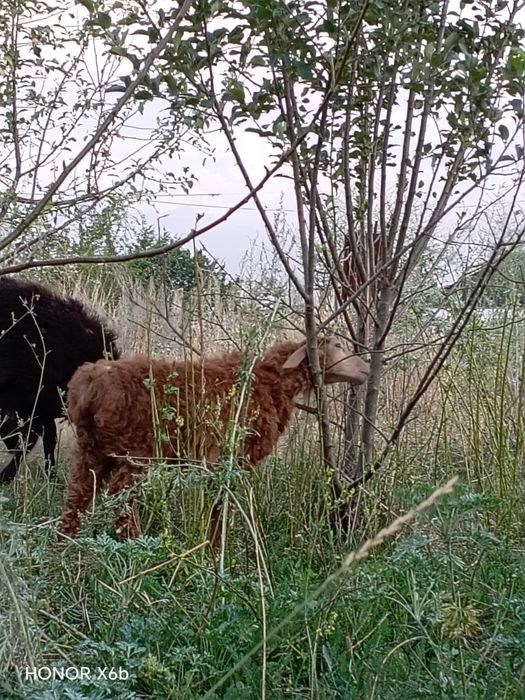 Курдючные бараны, семья и пара гусей.