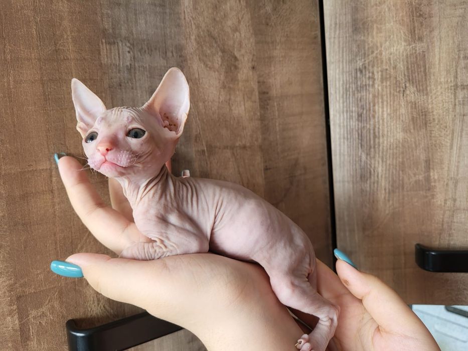 Котёнок породы сфинкс