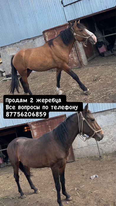 Продажа жеребцов