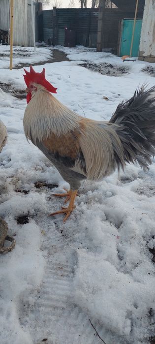 Инкубаторный яйцо Изабелла