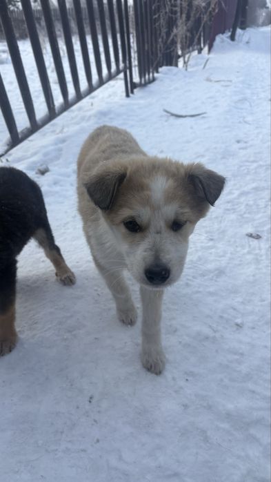 Щеночки девчули