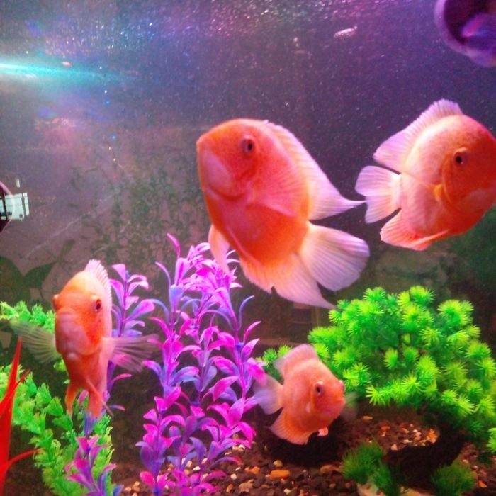 Продам аквариумную рыбку Северун