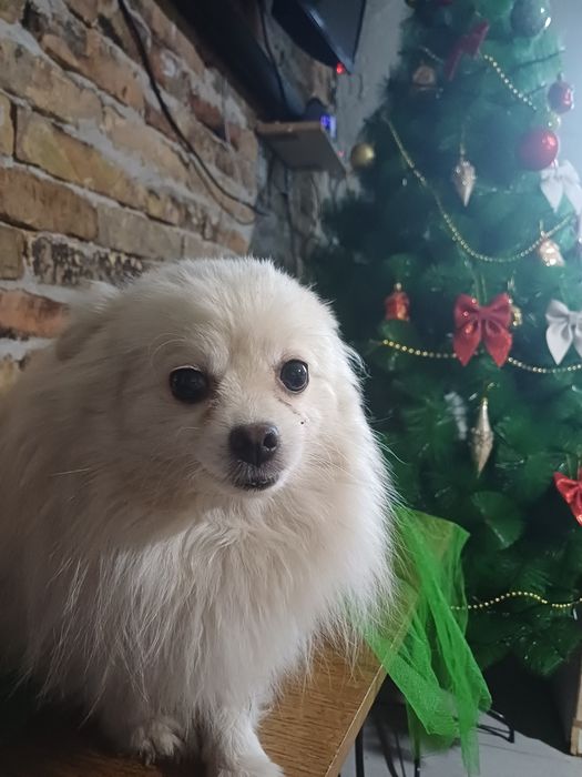 Ищем добрые руки немецкому шпицу