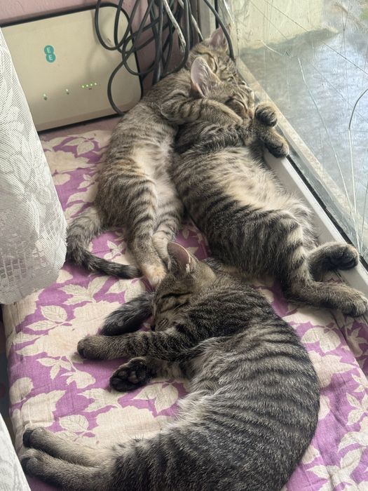Милые Котята бесплатно