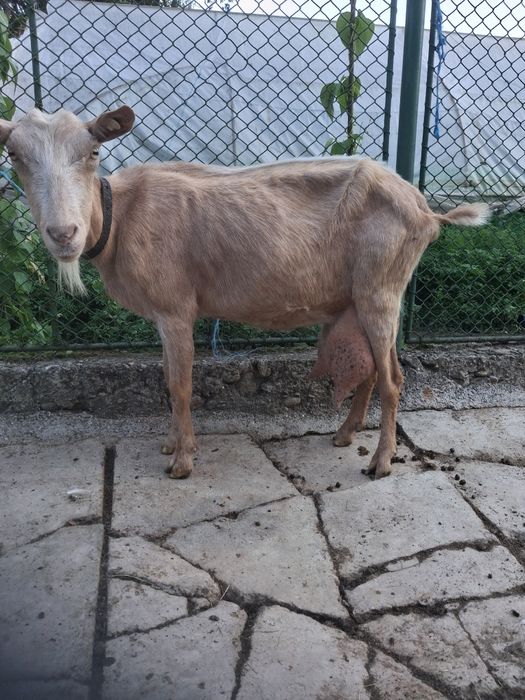 Vând capră la a  treia fătare