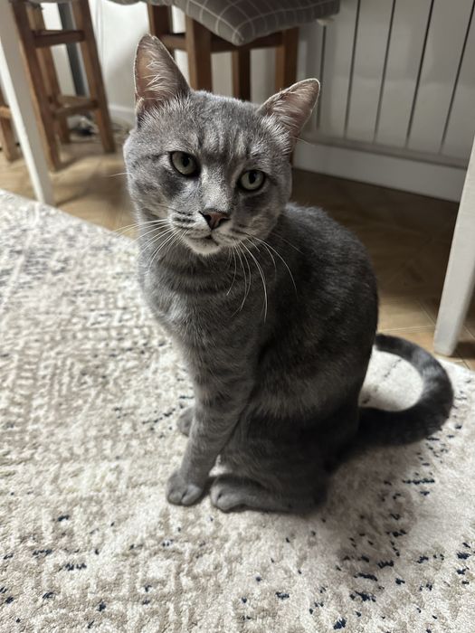 Пропал кот