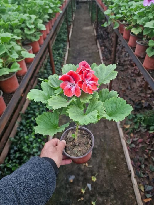 Саженцы шымкент вид