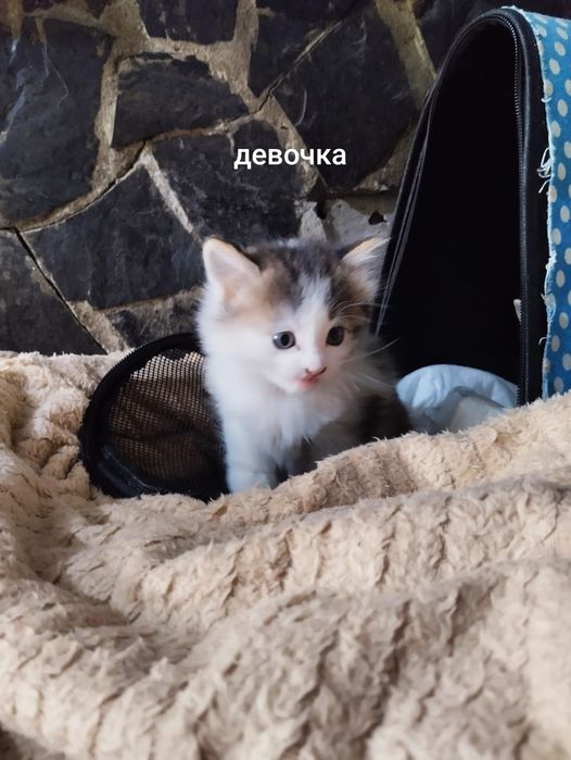 Отдам котят помесь бобтейла
