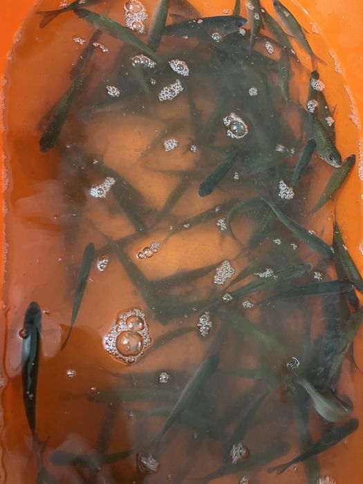 Чебак живец с реки Тобол