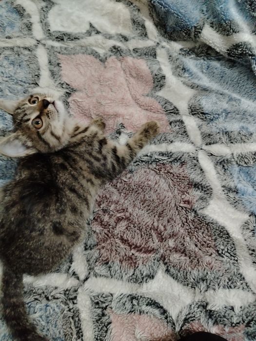 Котята очень милые