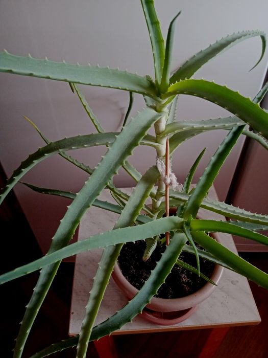 Алоэ лечебный  4 года.