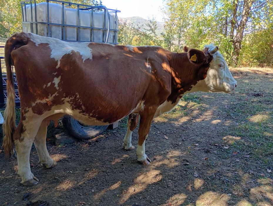 Vaca de vanzare