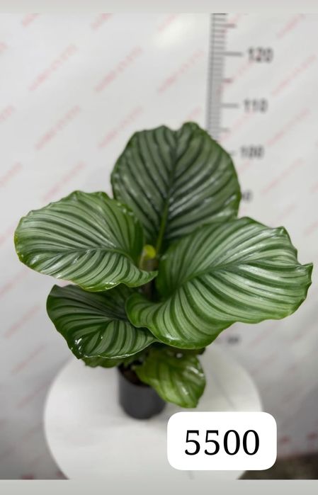 Бөлме гүлдерін сатамын.