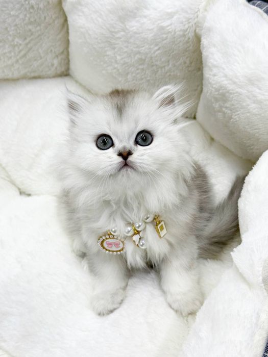 Shinshilla scottish har xilidan bor