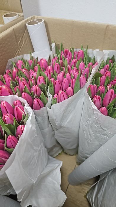Тюльпаны оптом 430