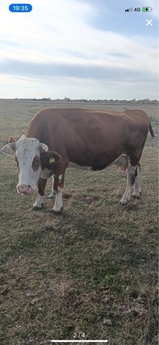 Vand vaca de 7 ani BR 8l de lapte detalii la telefon!