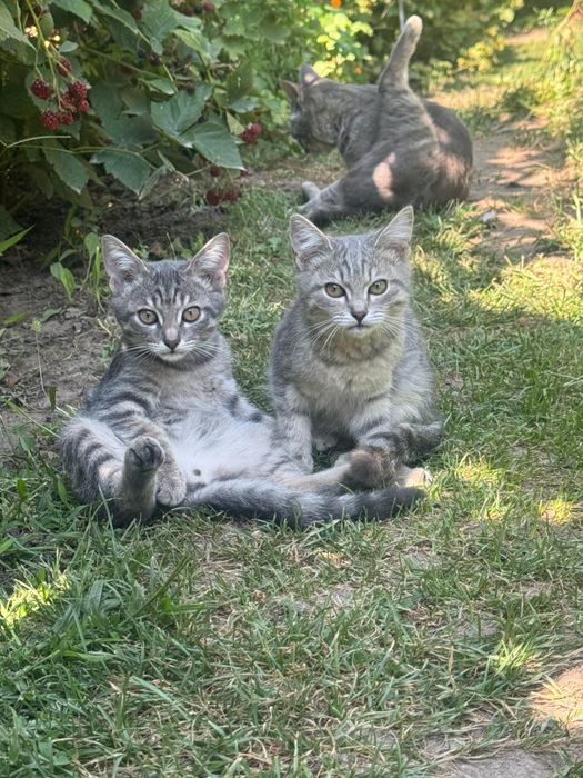 Отдам милых котят в добрые руки.