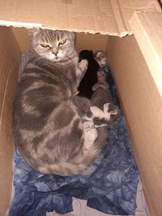 Продам милых котят.