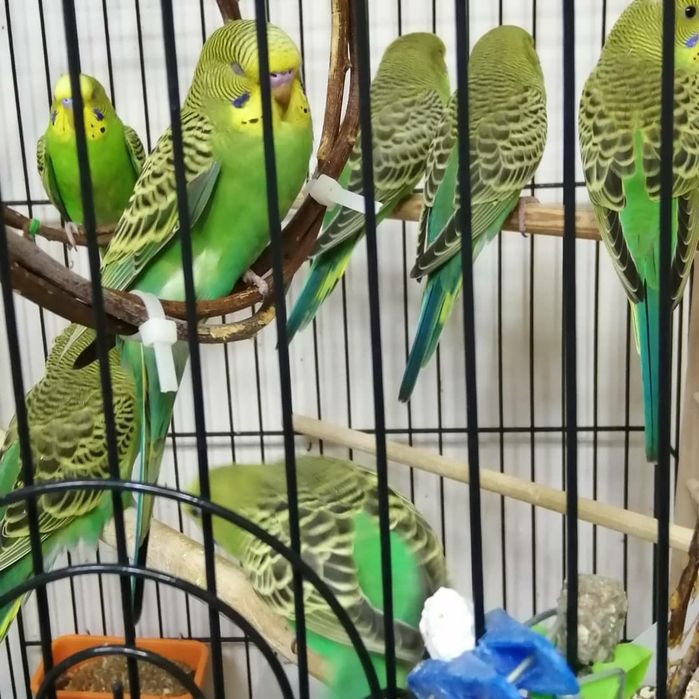 Попугай волнистые