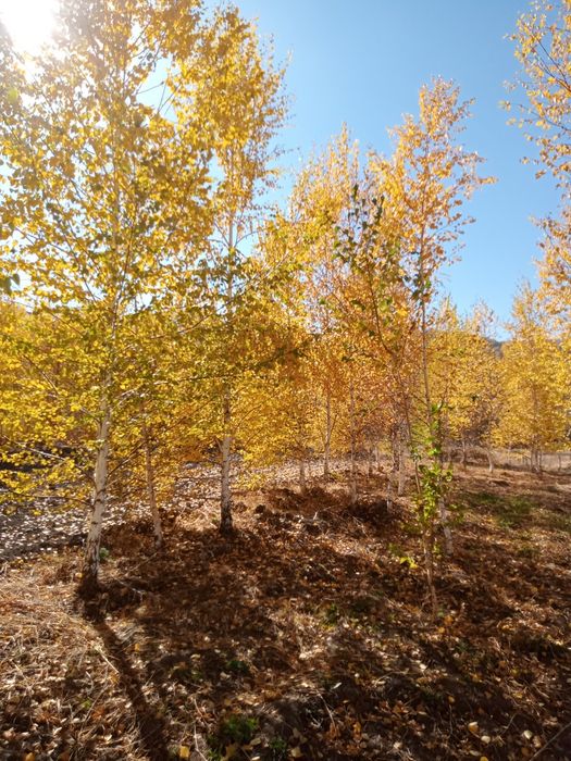 Берёза любых размерах