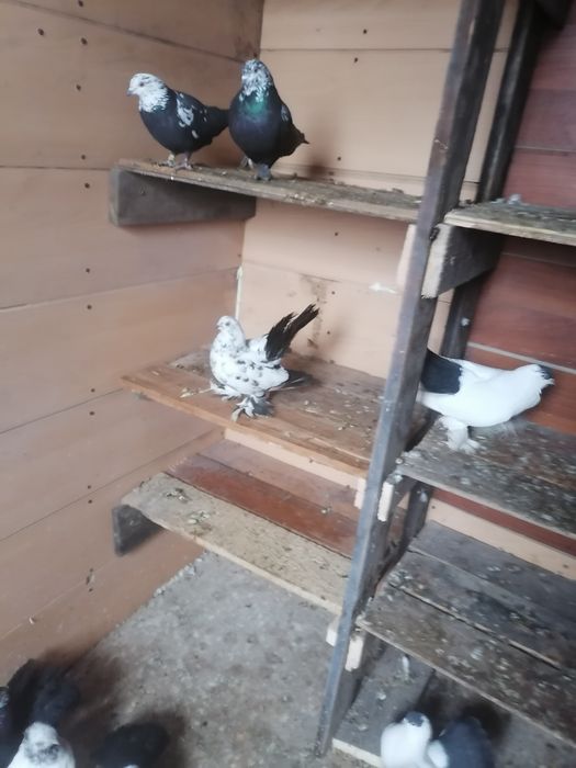 Продам голубей очень