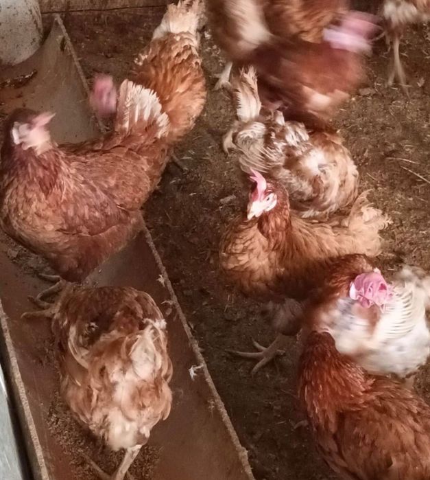 Puicute rosi  ouatoare