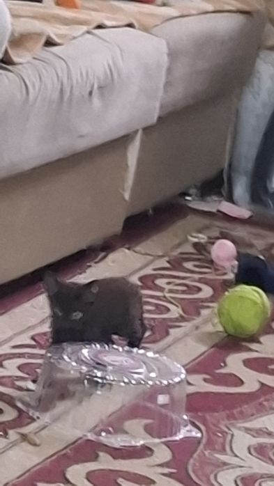 Котята отдам бесплатно  2котят