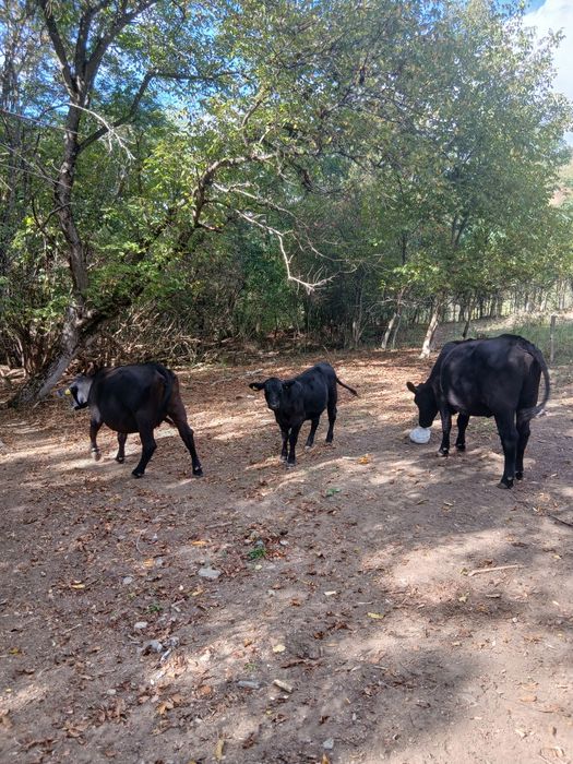 Vand vizei angus