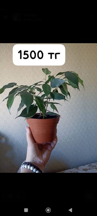 Продам домашние цветы