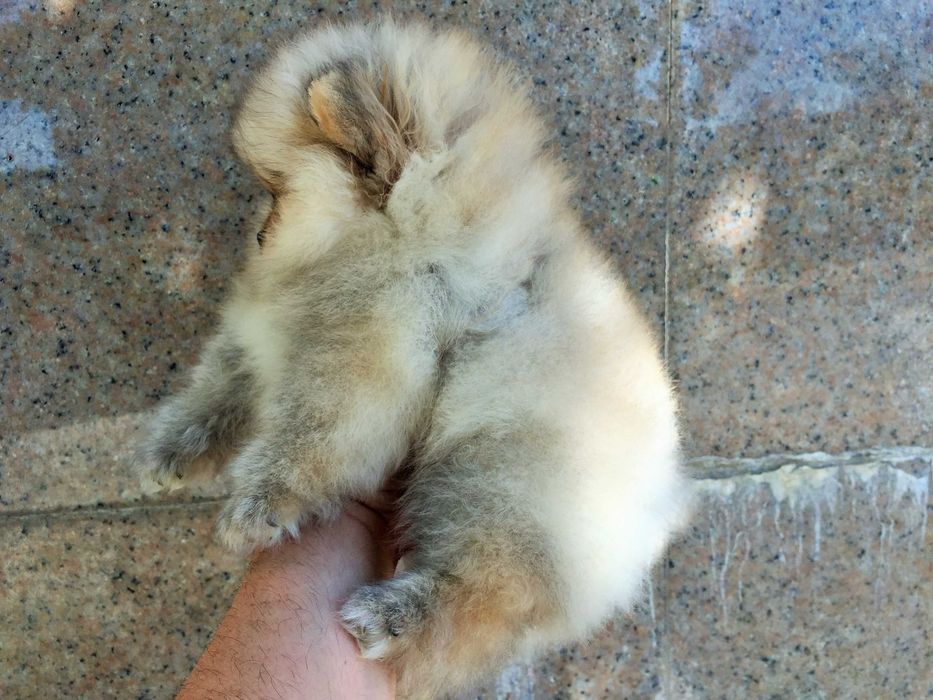 Померан мини Померанчета