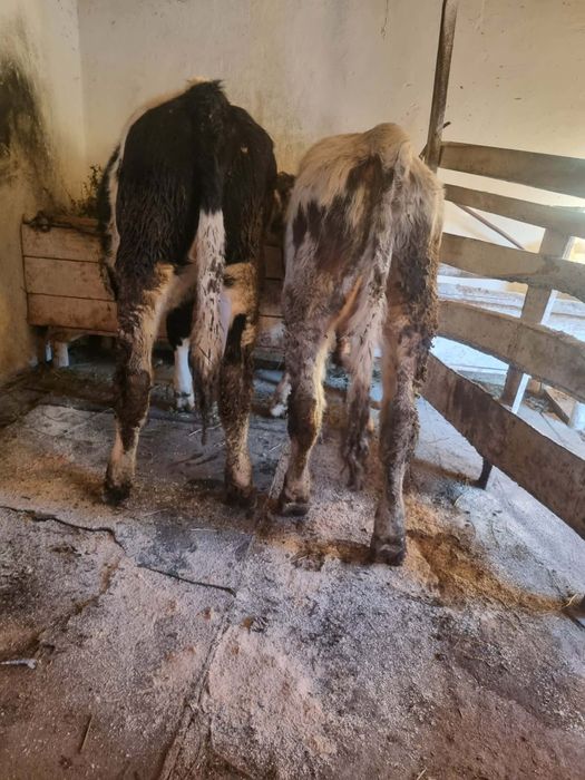 Vând  doi viței foarte  buni