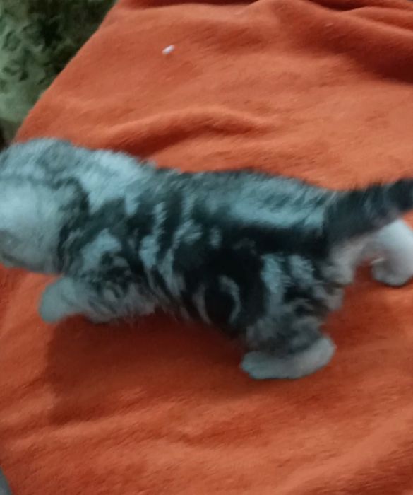 Шотландские шиншиллы