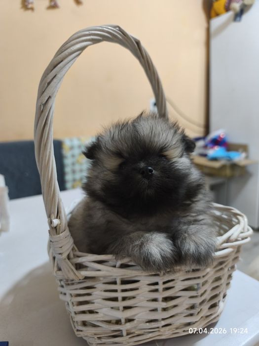 Продам щенков шпица