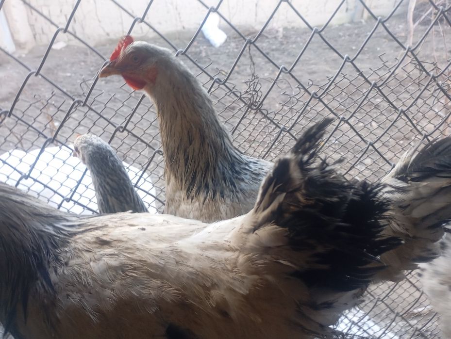 Адлер ва жайдари хурозлар