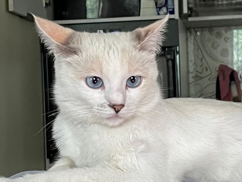 Отдам котят и кошку