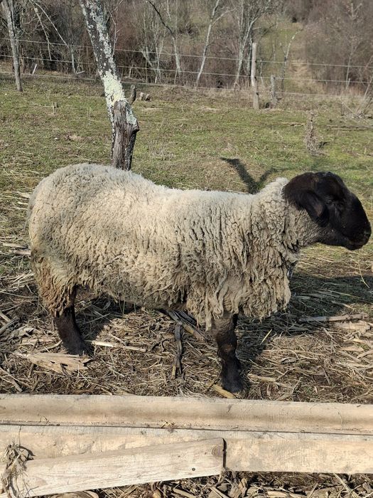 Vând berbec suffolk