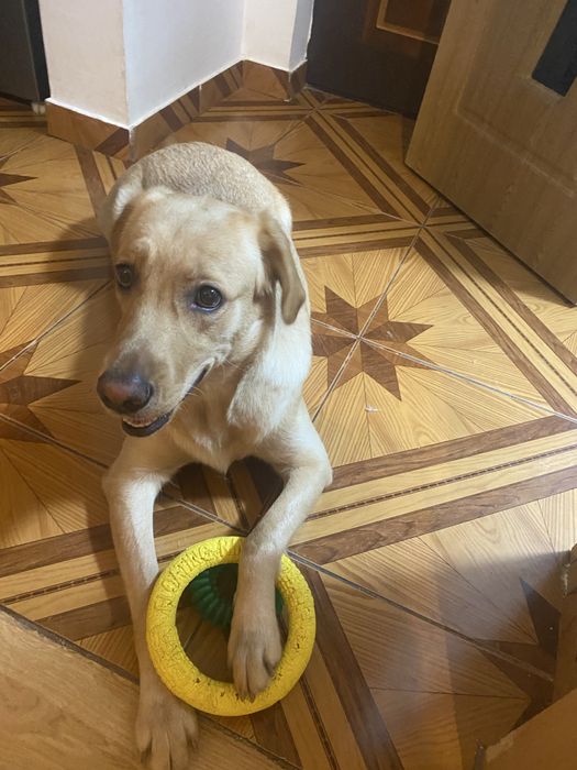 Doresc sa gasesc o familie iubitoare pentru Luna!