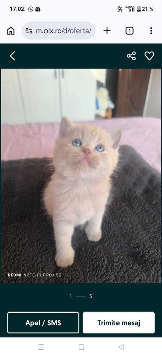 Motanel British Shorthair - Cenusiu