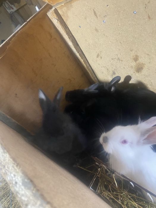 Vand iepuri pui dau mai multe pozd in pv