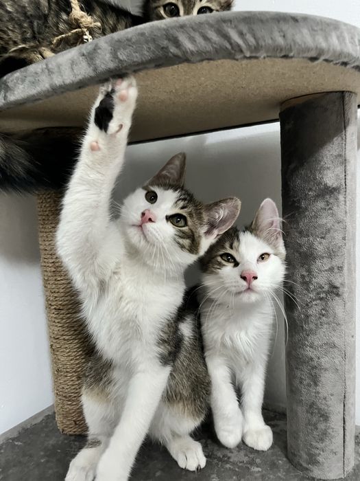 Отдам котят в хорошие руки