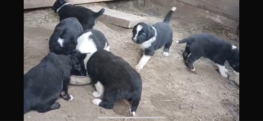 Тобет( Қазақы ит) күшіктер